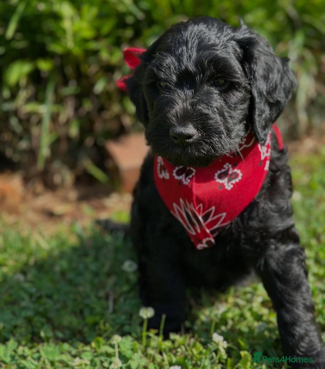 Goldendoodle dogs for sale: Beautiful GoldenDoodle Puppies Ready This Weekend! - Image 15