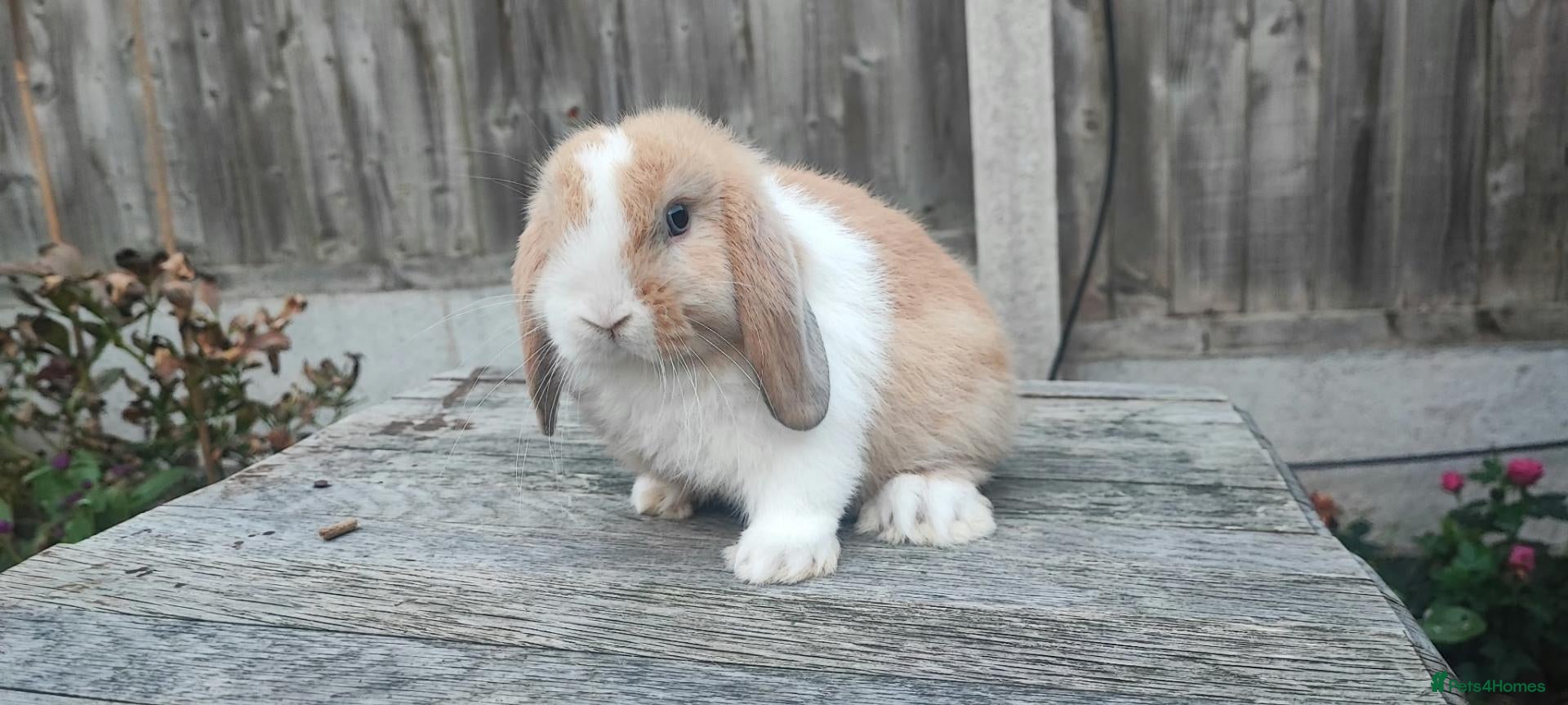 Mini Lop rabbits Minilop bunnies and Adult Female  - Advert 2