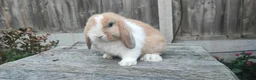 Mini Lop rabbits for sale: Minilop bunnies and Adult Female  - Advert 3