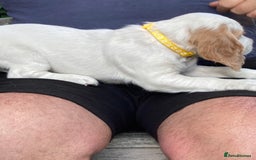 Cocker Spaniel dogs for sale: Cocker Spaniels, working type, KC reg, DNA clear - Image 20