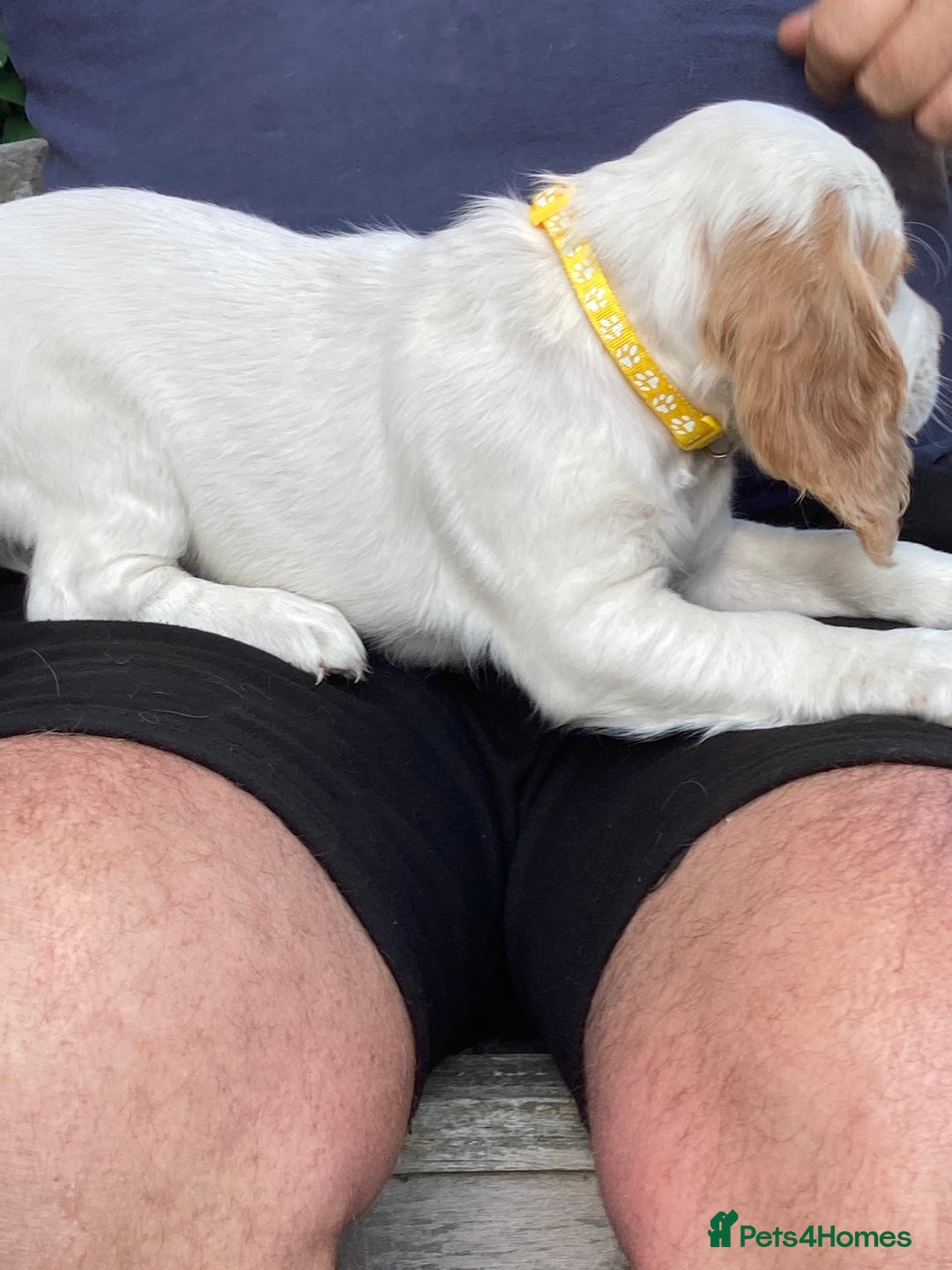 Cocker Spaniel dogs for sale: Cocker Spaniels, working type, KC reg, DNA clear - Image 20