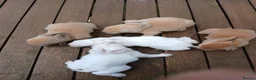 Lionhead rabbits for sale: Beautiful babies  - Advert 5
