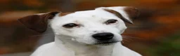 Jack Russell dogs for sale: KC Registered Smooth Jack Russell Terriers in Bordon - Advert 3