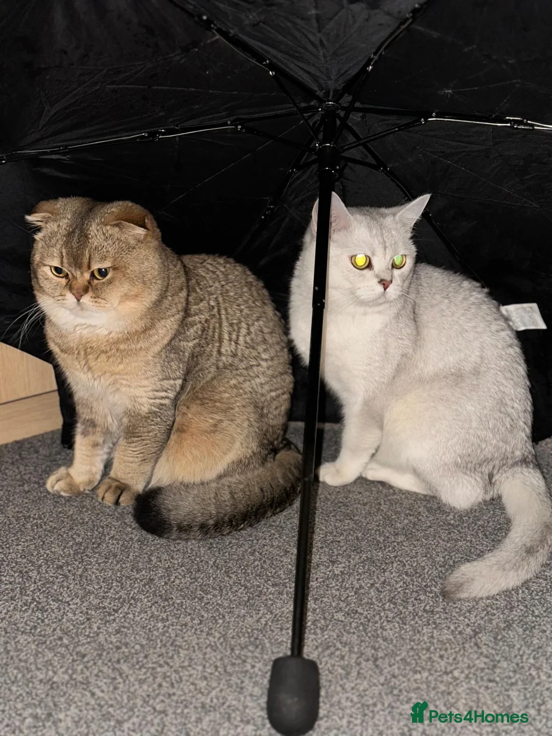 British Shorthair cats for sale: Scottish fold, black golden ticket tabby - Advert 1