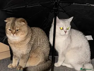 British Shorthair cats Scottish fold, black golden ticket tabby - Advert 2