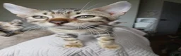 Bengal cats for sale: 3/4 Bengal Kittens - Advert 13