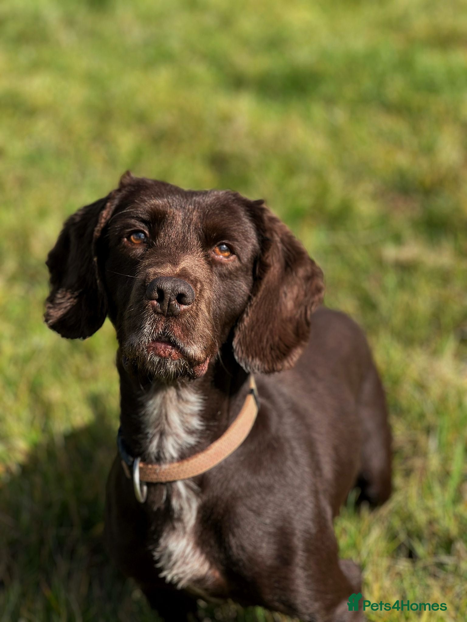 Cocker Spaniel dogs Mac - searching for a forever family  - Advert 9