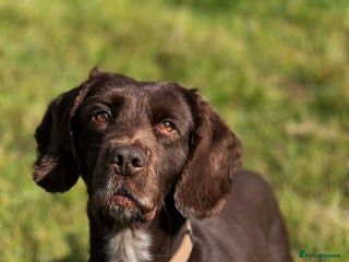 Cocker Spaniel dogs Mac - searching for a forever family - Advert 2