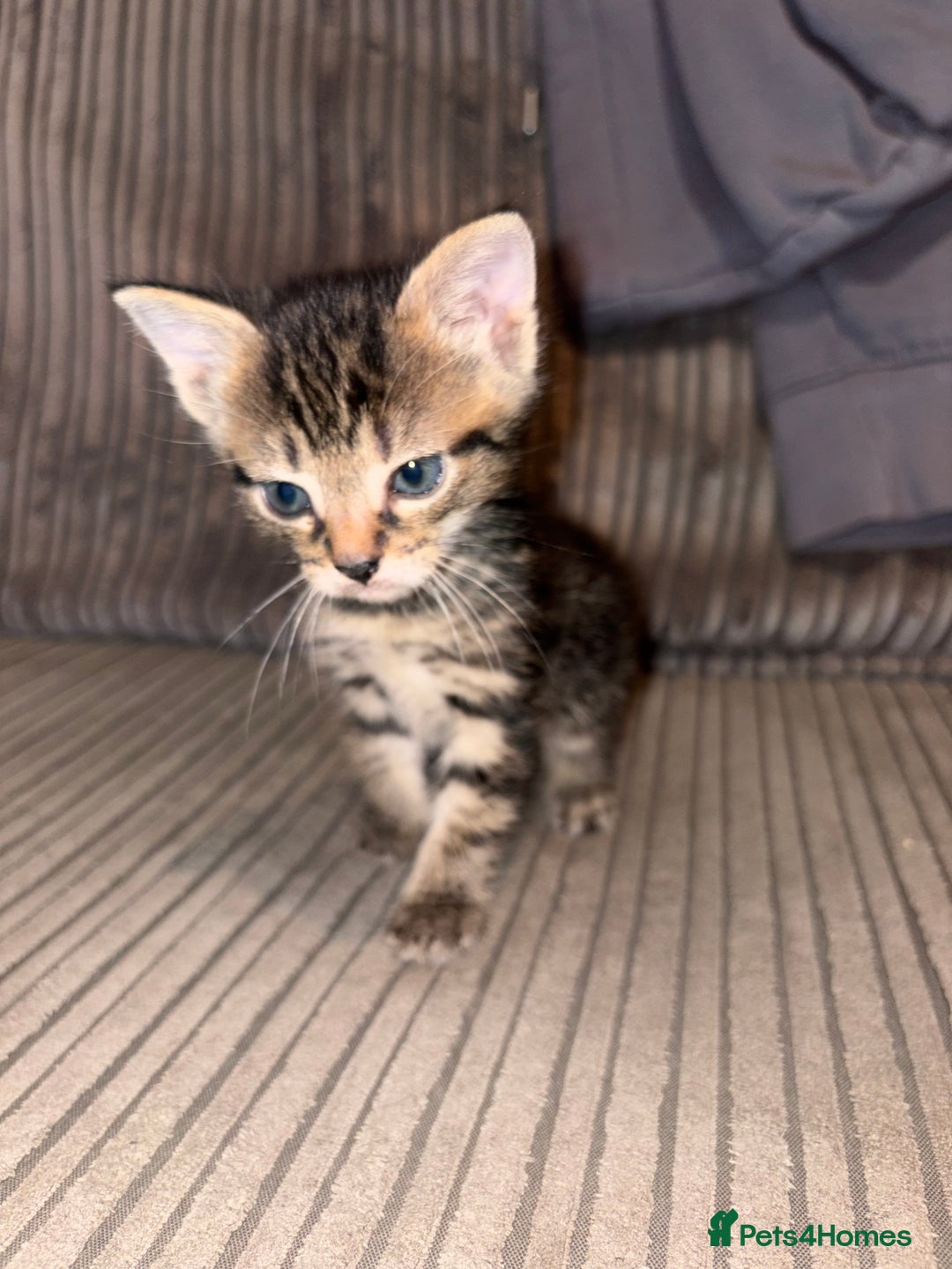 Domestic Shorthair cats for sale: 4 gorgeous Tabby kittens ready 26-1-26 - Advert 29