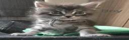 Maine Coon cats for sale: 3 Maine Coon kittens. - Advert 5