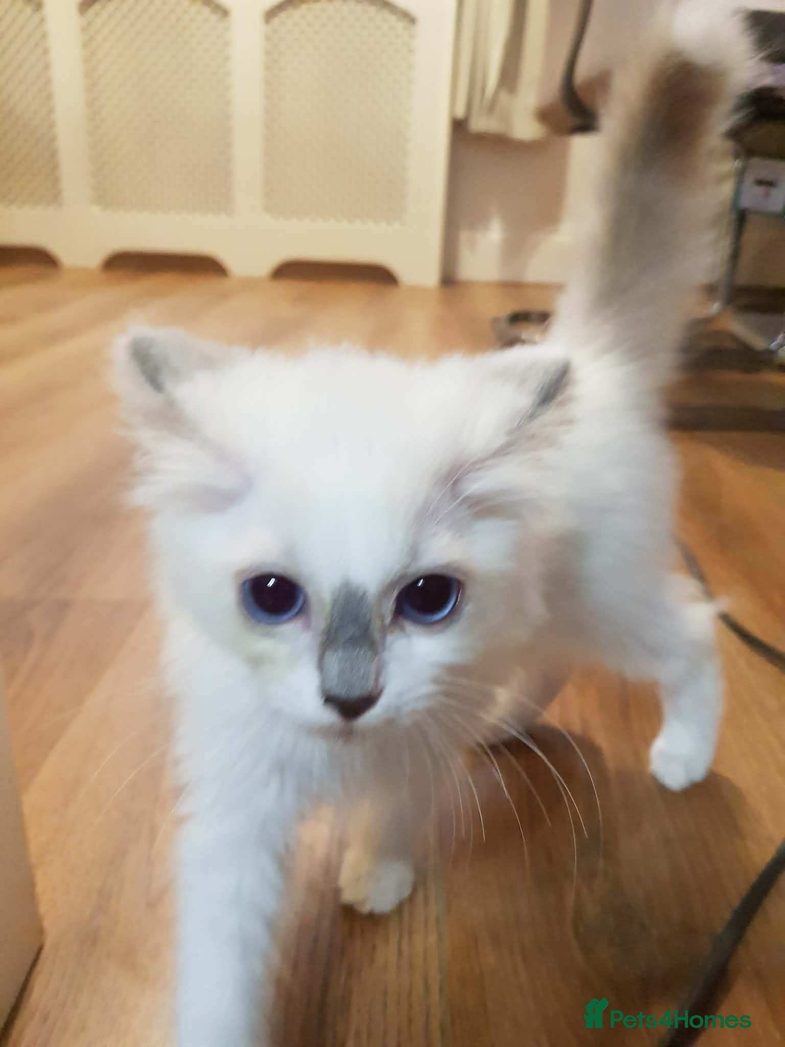 Ragdoll cats 1 girl ragdoll READY NOW - Advert 17