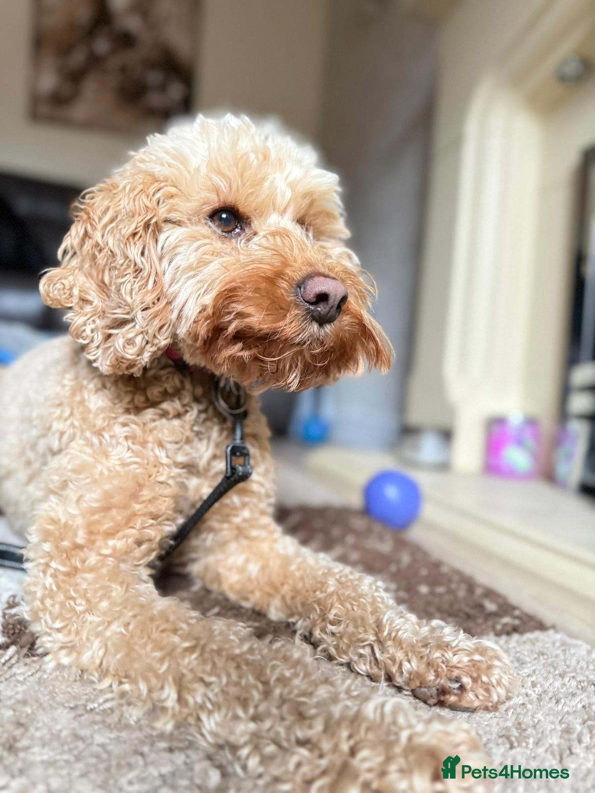 Mixed Breed dogs ❤️RUBY❤️ 5yo Cockapoo: NOT AN EASY, BUT SO LOVING  - Advert 1
