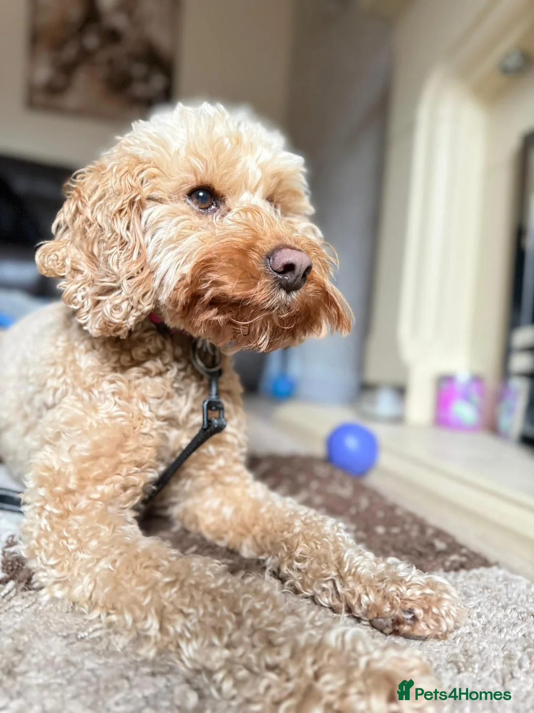 Mixed Breed dogs for adoption: ❤️RUBY❤️ 5yo Cockapoo: NOT AN EASY, BUT SO LOVING  in Stoke-on-Trent - Advert 1