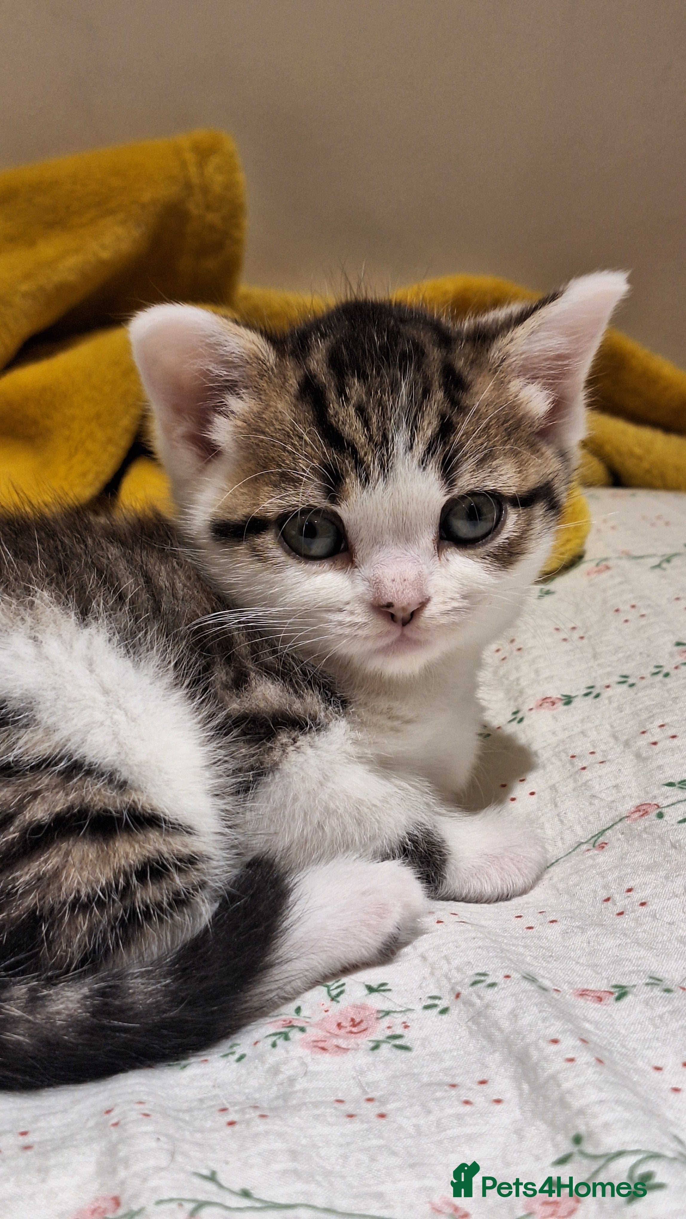 Mixed Breed cats Kitten looking for a new home  - Advert 14