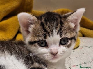 Mixed Breed cats Kitten looking for a new home - Advert 14
