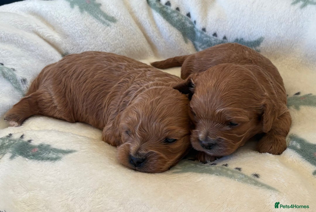 Cavapoo dogs for sale: F1 Toy Cavapoo Puppy’s! - Advert 15