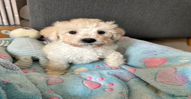 Cavachon dogs - Advert 4
