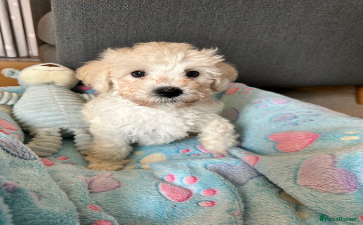 Cavachon dogs - Advert 1