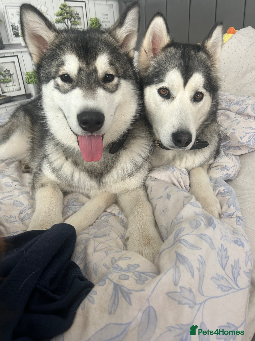 Alaskan Malamute dogs for sale: !ONLY 3 LEFT! - Advert 6