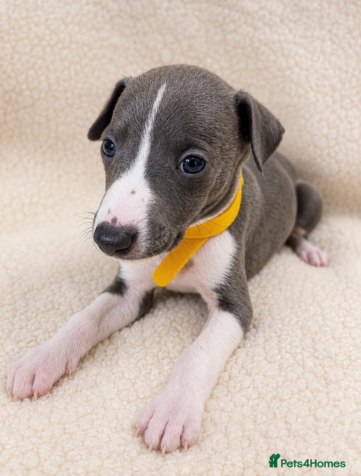 Whippet dogs Quality whippet puppies  - Advert 4