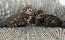 British Longhair cats for sale: Beautiful kittens by our stunning British longhair - Image 22