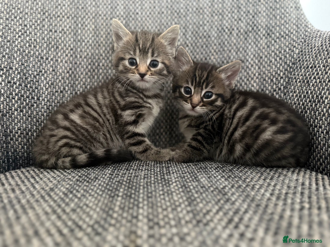 British Longhair cats for sale: Beautiful kittens by our stunning British longhair - Image 22