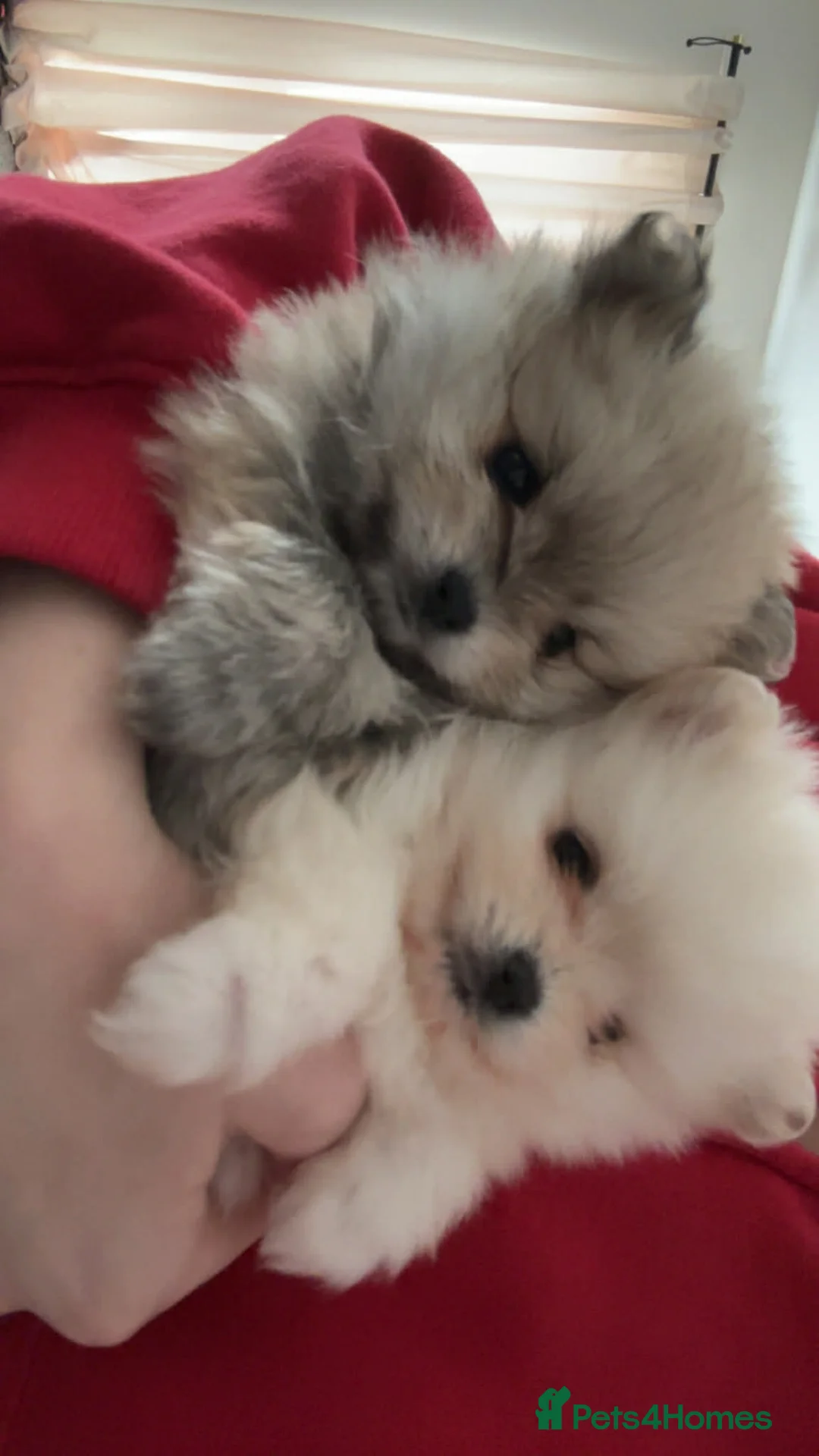 Pomeranian dogs for sale: 2 Female Pomeranian puppies for sale. - Advert 1