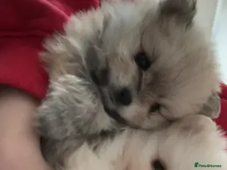 Pomeranian dogs 2 Female Pomeranian puppies for sale. - Advert 13