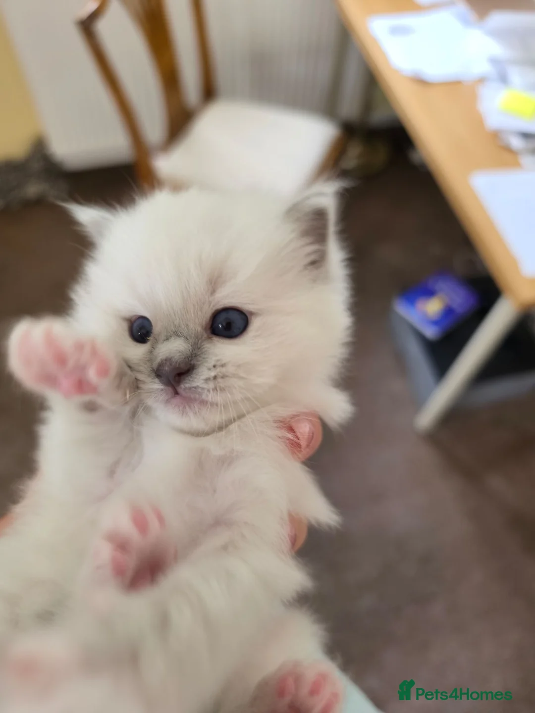 Ragdoll cats for sale: 1x Blue mitted pedigree Ragdoll Boy - Advert 8