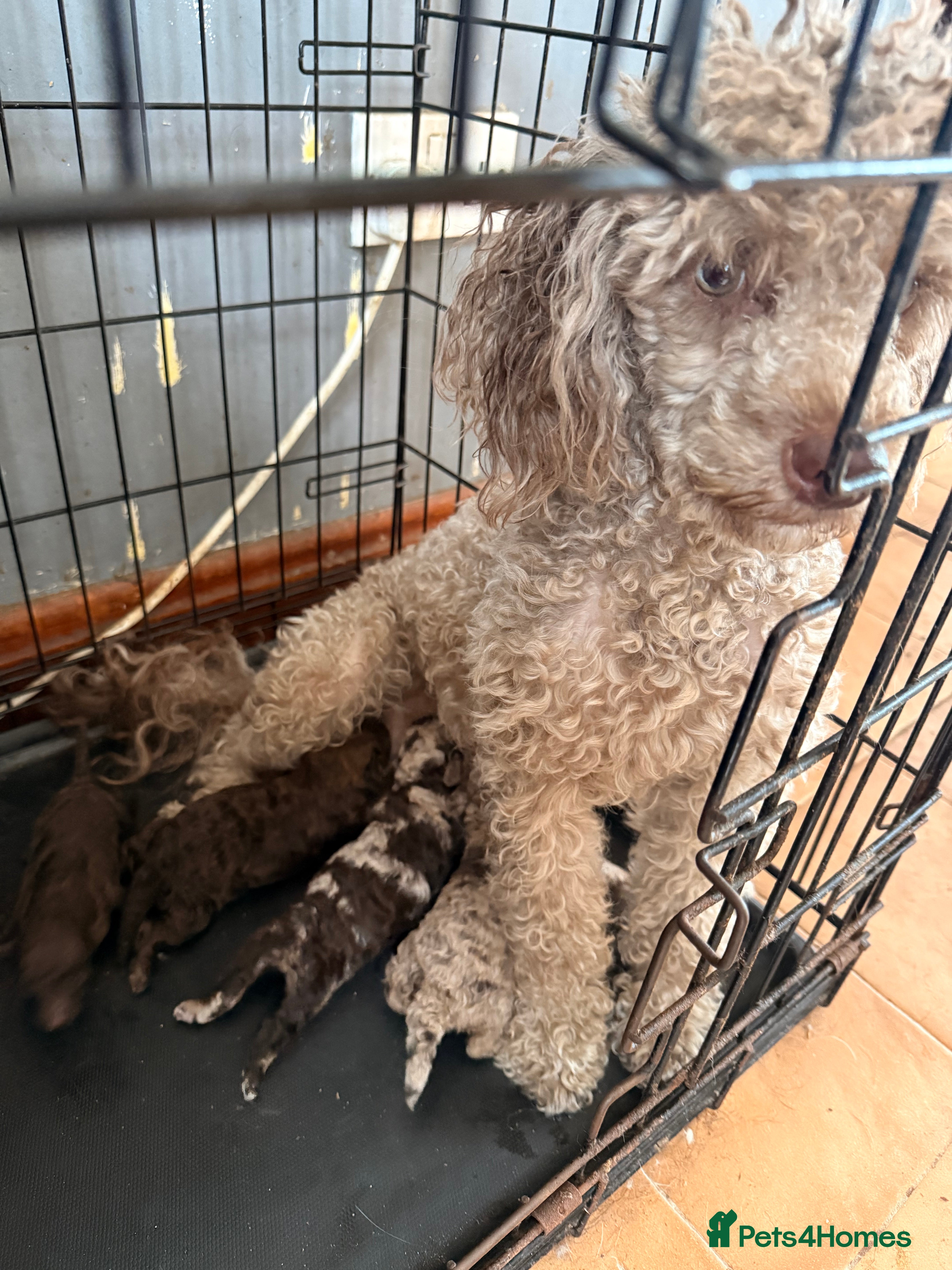 Mixed Breed dogs Beautiful choc Merle poodle pups - Advert 12