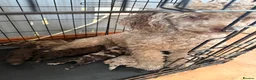 Mixed Breed dogs for sale: Beautiful choc Merle poodle pups in Saltburn-by-the-Sea - Advert 1