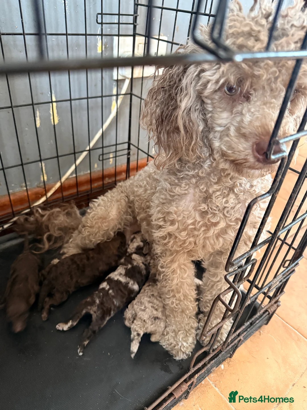 Mixed Breed dogs for sale: Beautiful choc Merle poodle pups in Saltburn-by-the-Sea - Advert 1
