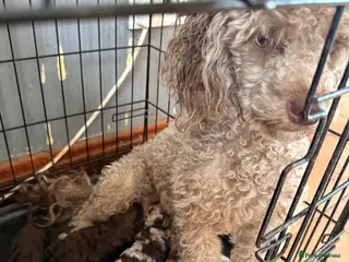 Mixed Breed dogs Beautiful choc Merle poodle pups - Advert 12