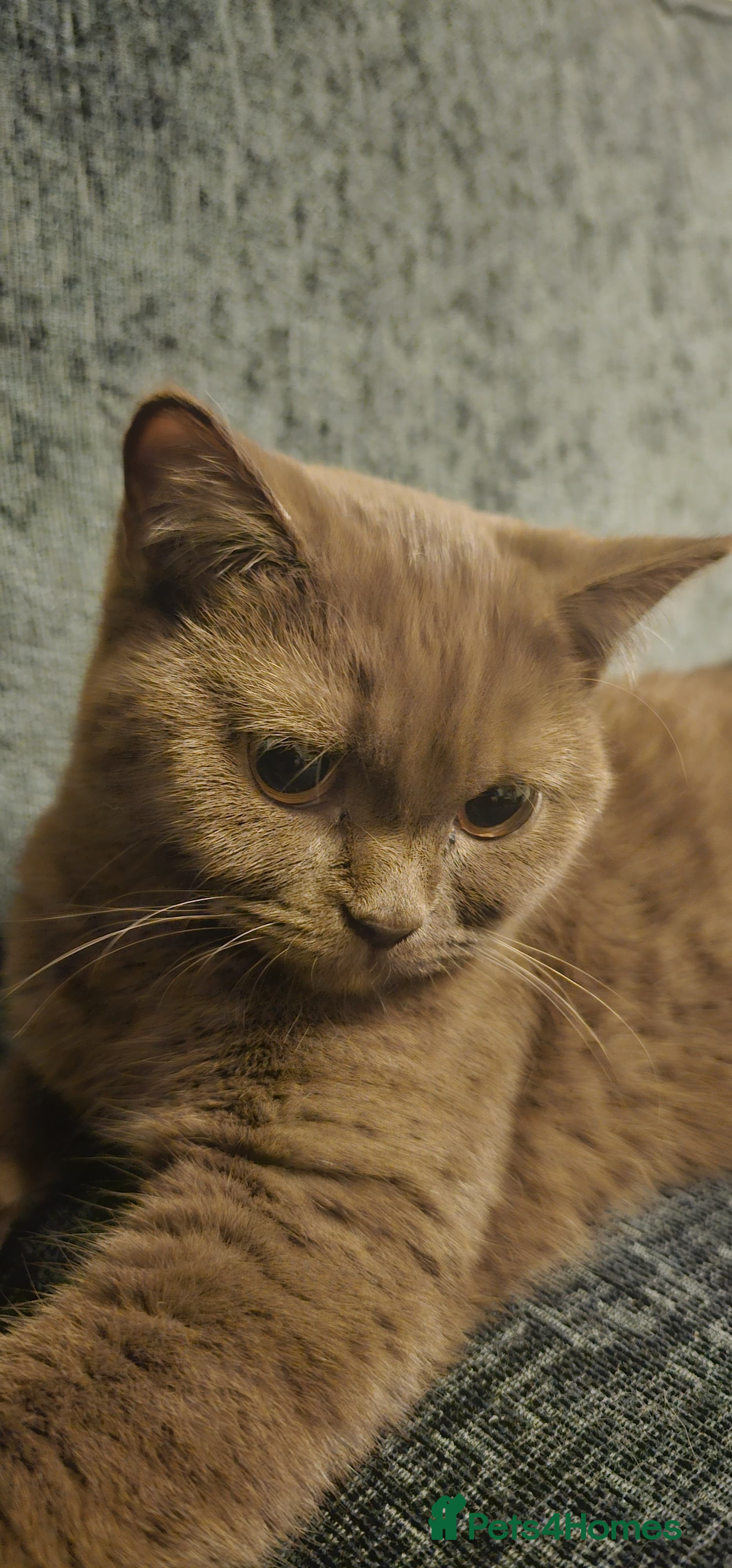 British Shorthair cats ✨ Beautiful Rare-Coloured British Shorthair Girl ✨ - Advert 18