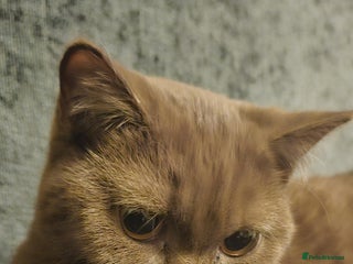 British Shorthair cats ✨ Beautiful Rare-Coloured British Shorthair Girl ✨ - Advert 1