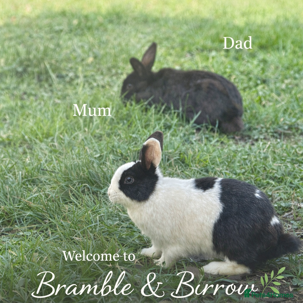 Mixed Breed rabbits 🐰 Beautiful Baby Rabbits – Ready from 8 Weeks - Advert 2
