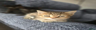 Mixed Breed Kitten 4