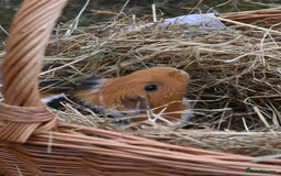 Guinea Pig rodents for sale: 2 Gorgeous Little Babies!🥰 - Image 3
