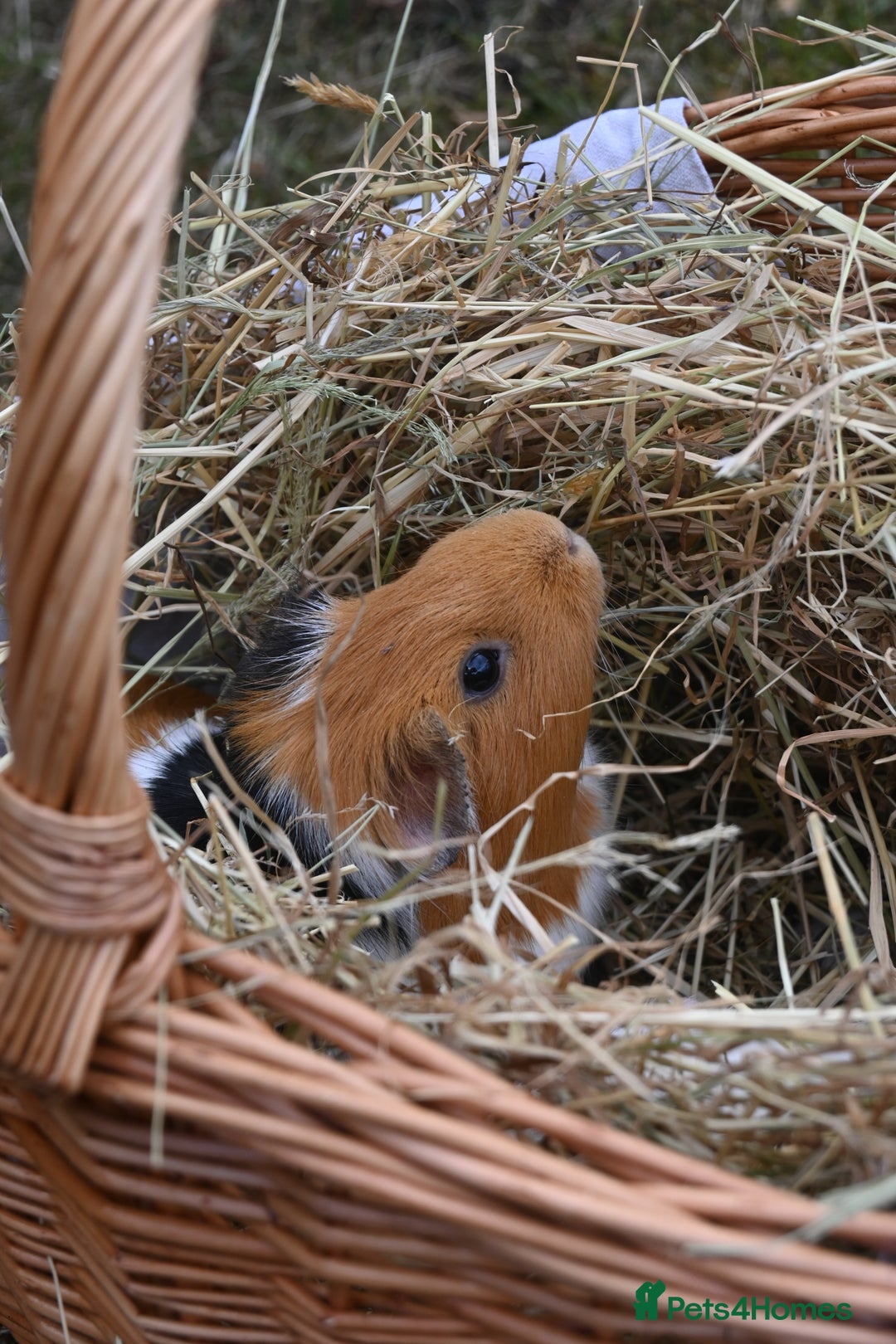 Guinea Pig rodents for sale: 2 Gorgeous Little Babies!🥰 - Image 3