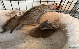 Savannah cats for sale: Beautiful little leopard Savannah  - Advert 10