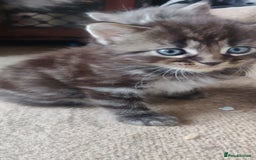Mixed Breed cats for sale: Stunning long hair kittens for sale - Image 25