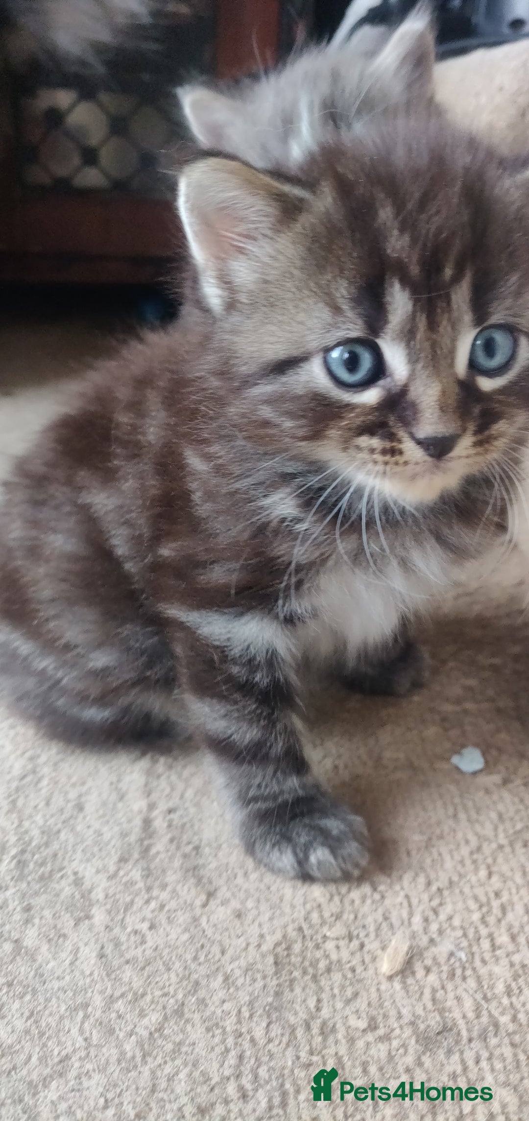 Mixed Breed cats for sale: Stunning long hair kittens for sale - Image 25