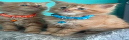 Maine Coon cats for sale: Beautiful mainecoon kittens  - Advert 6
