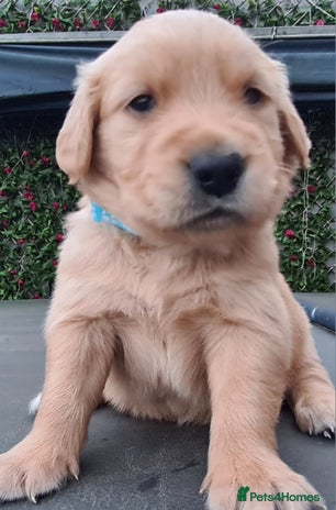 Golden Retriever dogs - Advert 2