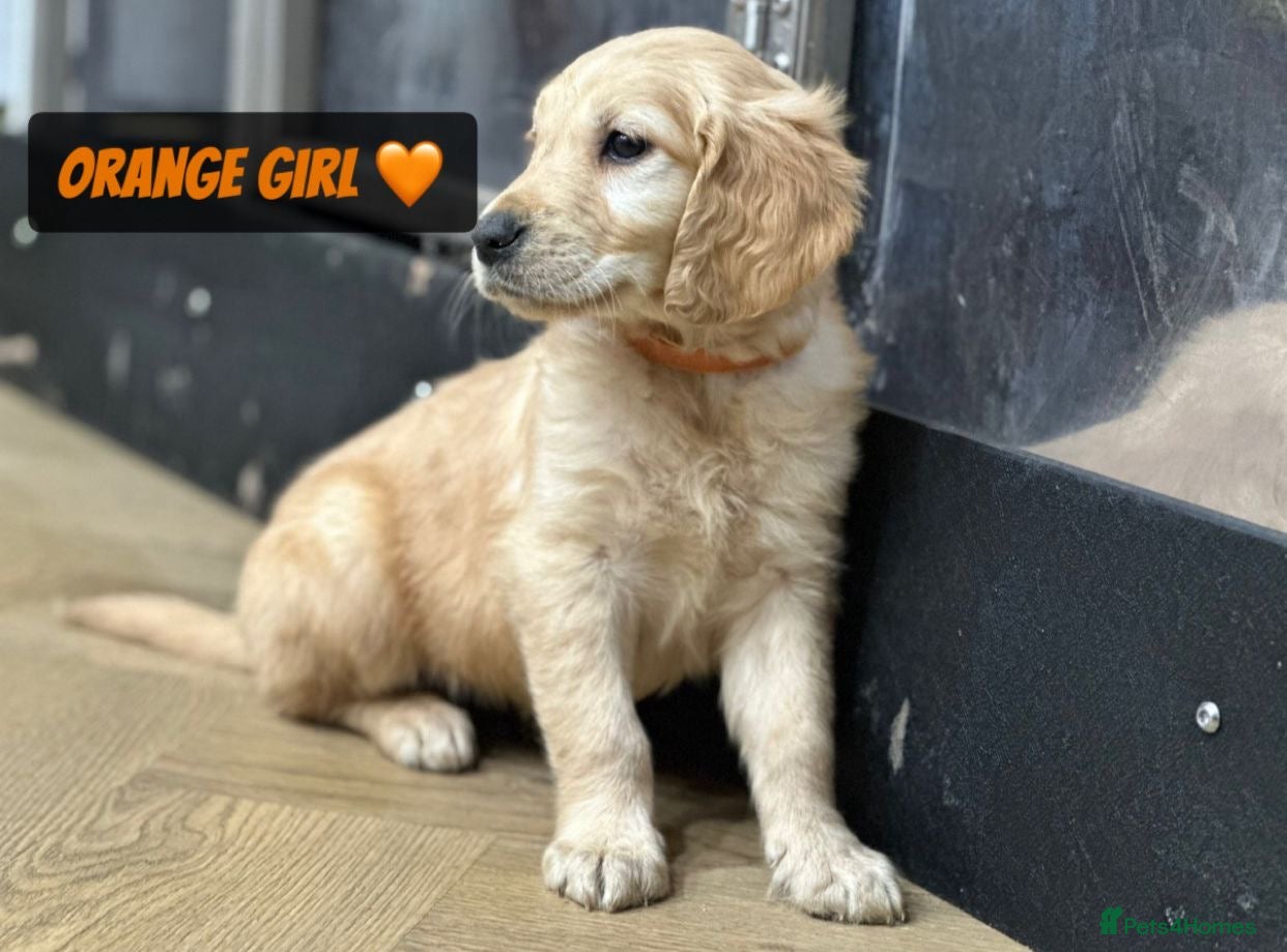 Golden Retriever dogs Ready Now Pedigree Golden Retriever Puppies  - Advert 11