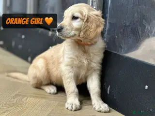 Golden Retriever dogs Ready Now Pedigree Golden Retriever Puppies - Advert 11