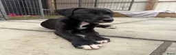 Lurcher dogs for sale: Bull Greyhound - Advert 7