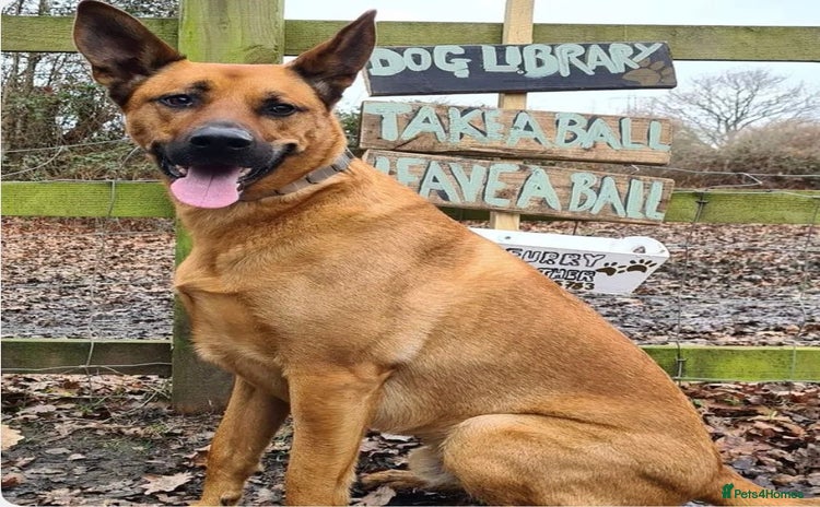 Mixed Breed dogs - Advert 1