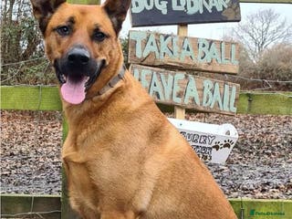 Mixed Breed dogs Belgian Shephard Cross - Advert 3
