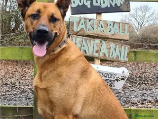 Mixed Breed dogs Belgian Shephard Cross - Advert 19